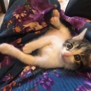 お目目パッチリの可愛い白キジ子猫の輝！