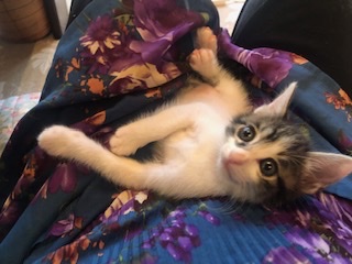 お目目パッチリの可愛い白キジ子猫の輝！