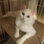 長い毛の白いイケメン