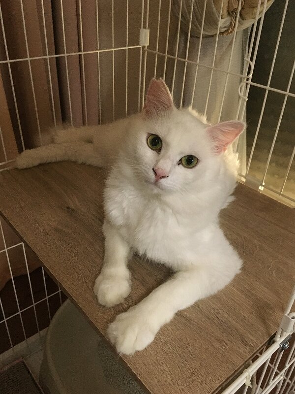 長い毛の白いイケメン