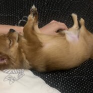 10ヶ月チワワ(男の子)未去勢