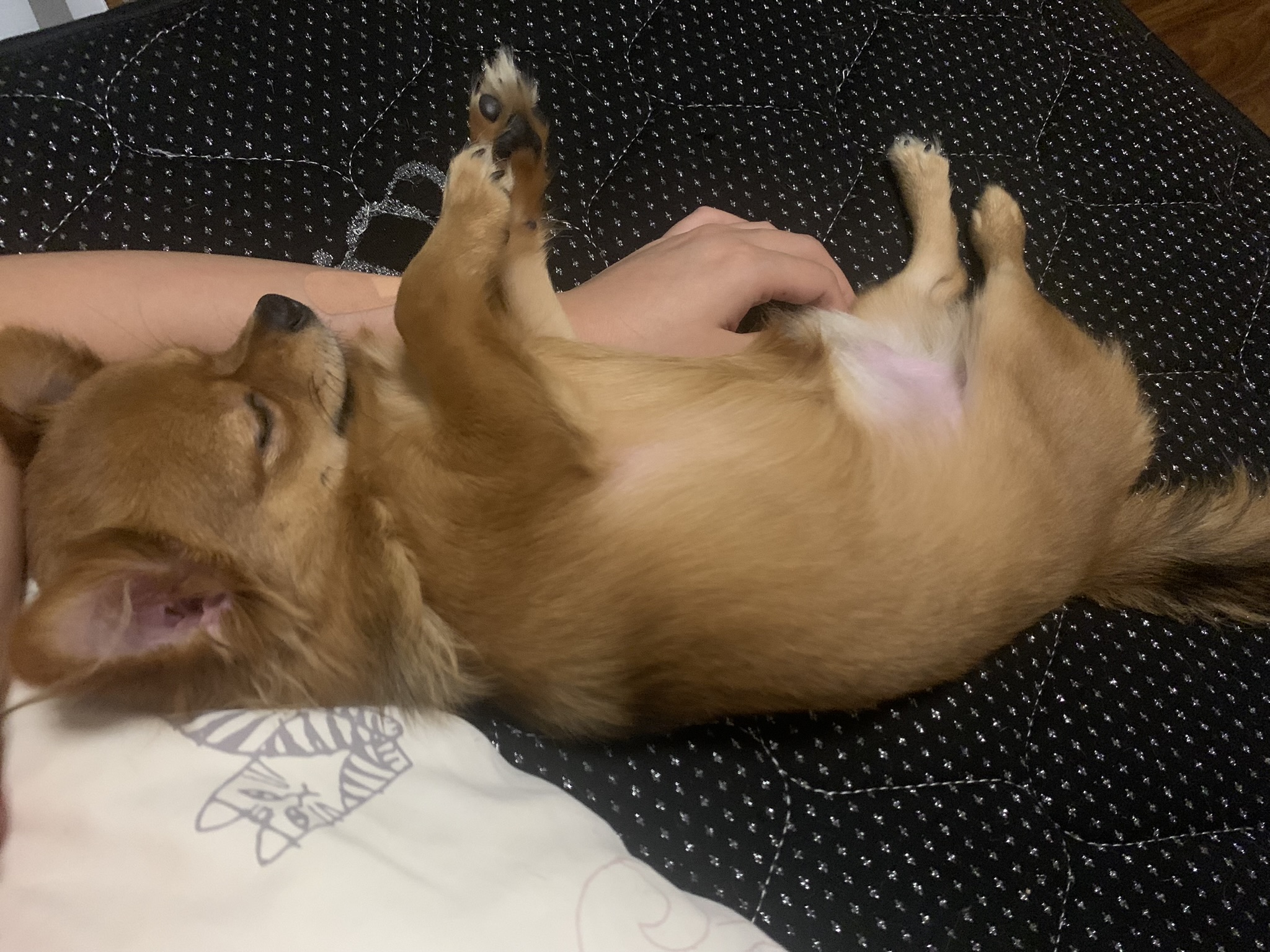 10ヶ月チワワ(男の子)未去勢