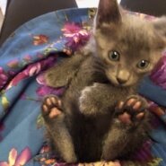 ロシアンブルーみたいな可愛い子猫の蓮！