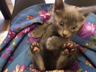 ロシアンブルーみたいな可愛い子猫の蓮！