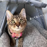 みぃちゃん里親決定！