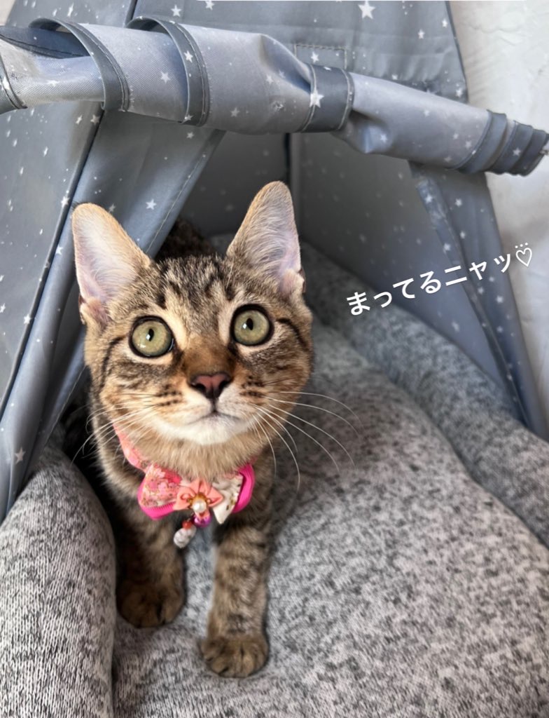 みぃちゃん里親決定！