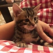 可愛すぎるキジトラ子猫のエリック！
