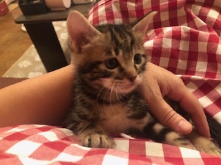 可愛すぎるキジトラ子猫のエリック！