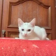 わんぱくオッドアイ王子