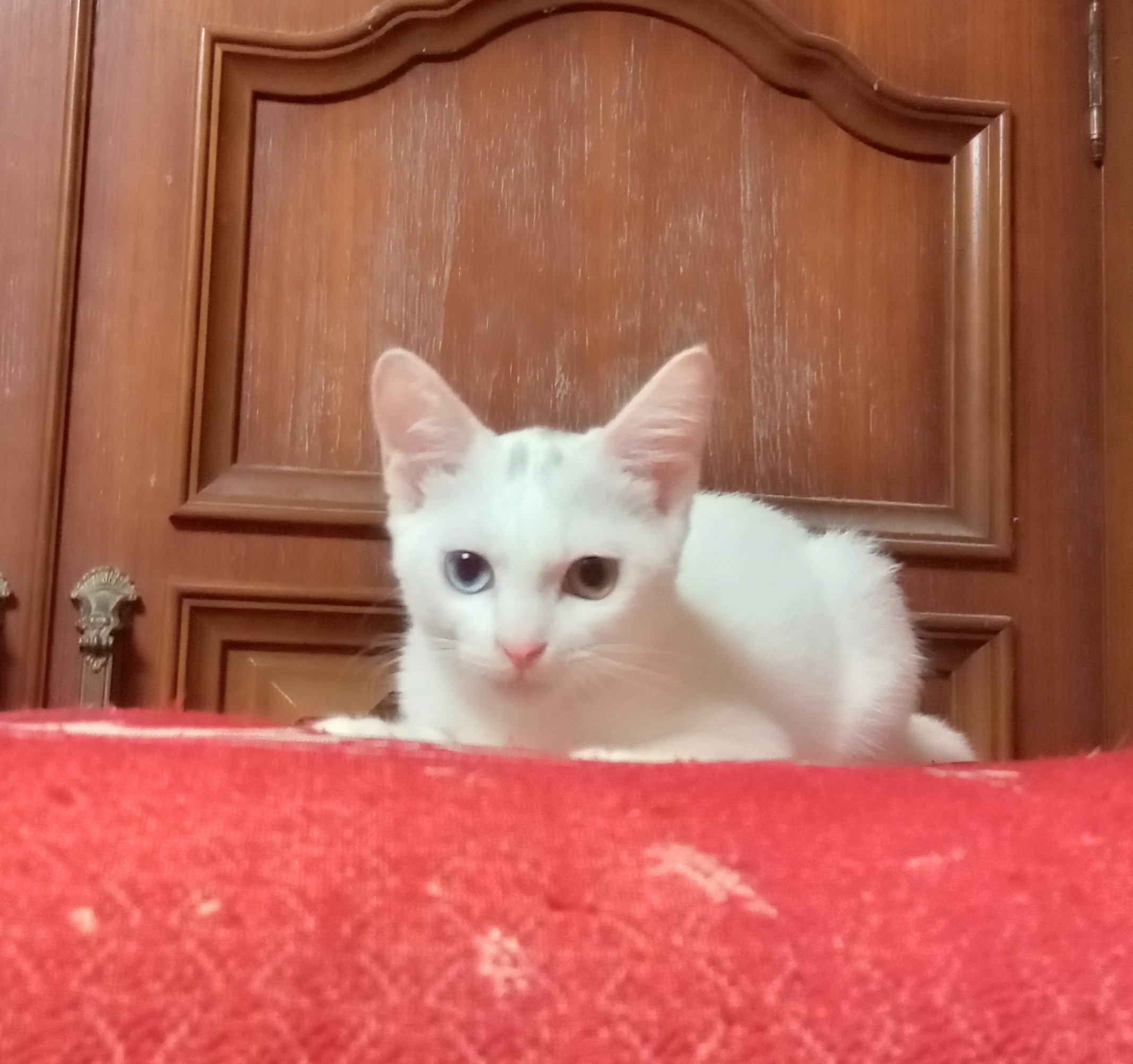 わんぱくオッドアイ王子