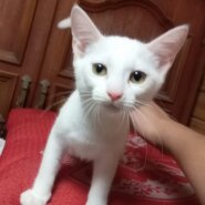 右足欠損、おっとり白猫ちゃん