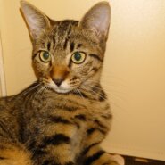 キジトラの男の子です