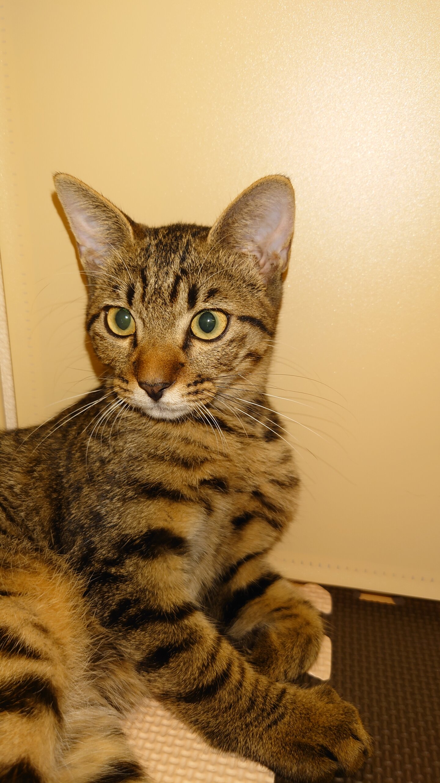 キジトラの男の子です