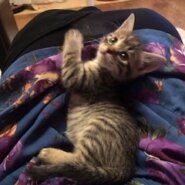 可愛すぎるキジトラ子猫のエミリー！