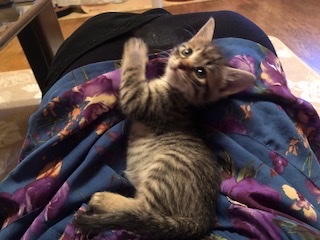 可愛すぎるキジトラ子猫のエミリー！