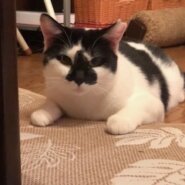 お顔も性格もベリーキュートのリンツ！