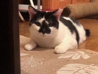 お顔も性格もベリーキュートのリンツ！