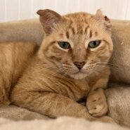 【譲渡決定】チャイ：耳が片方へちゃげている茶トラの男の子。