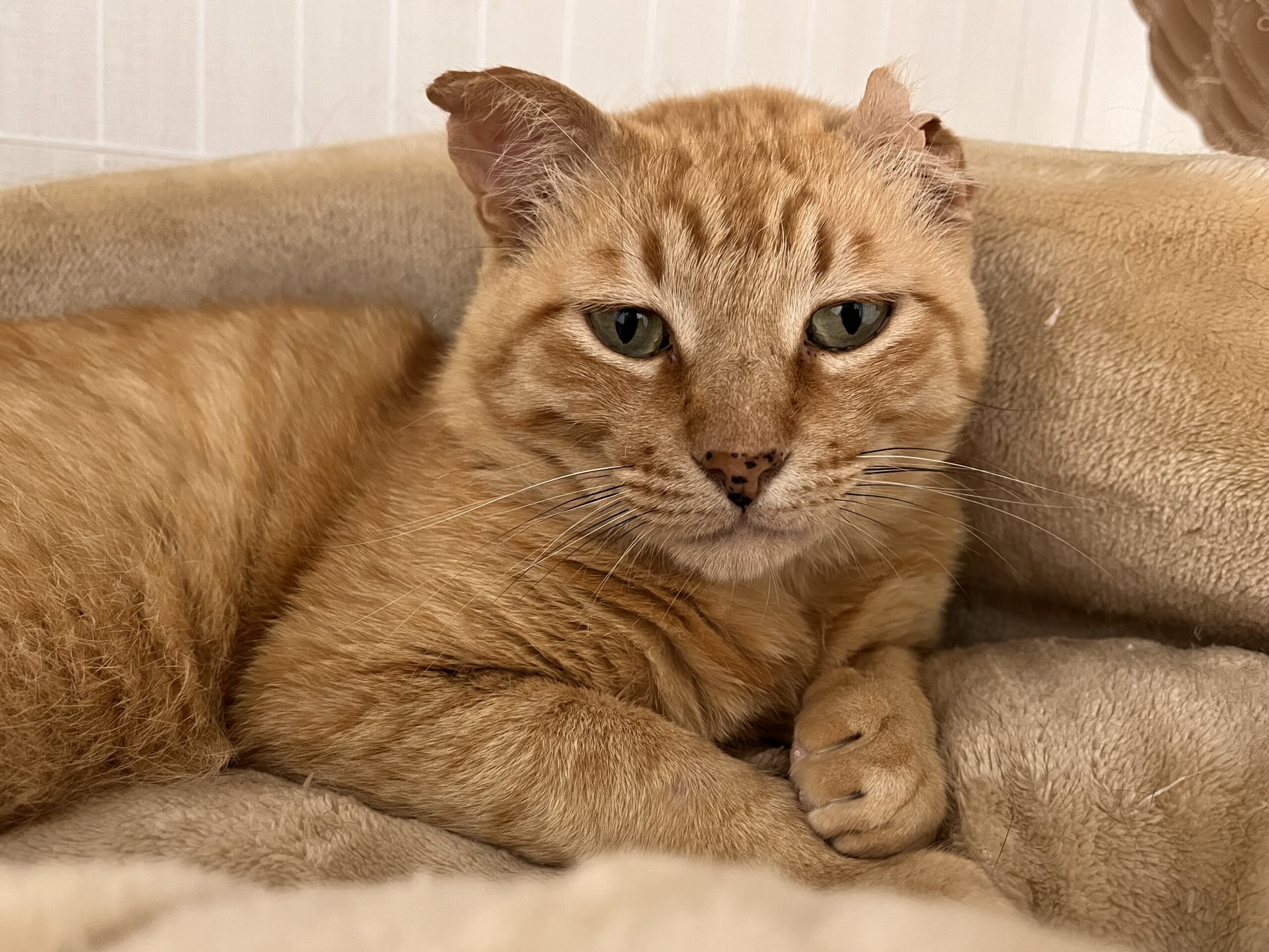 【譲渡決定】チャイ：耳が片方へちゃげている茶トラの男の子。