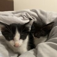 仲良し兄妹の里親募集