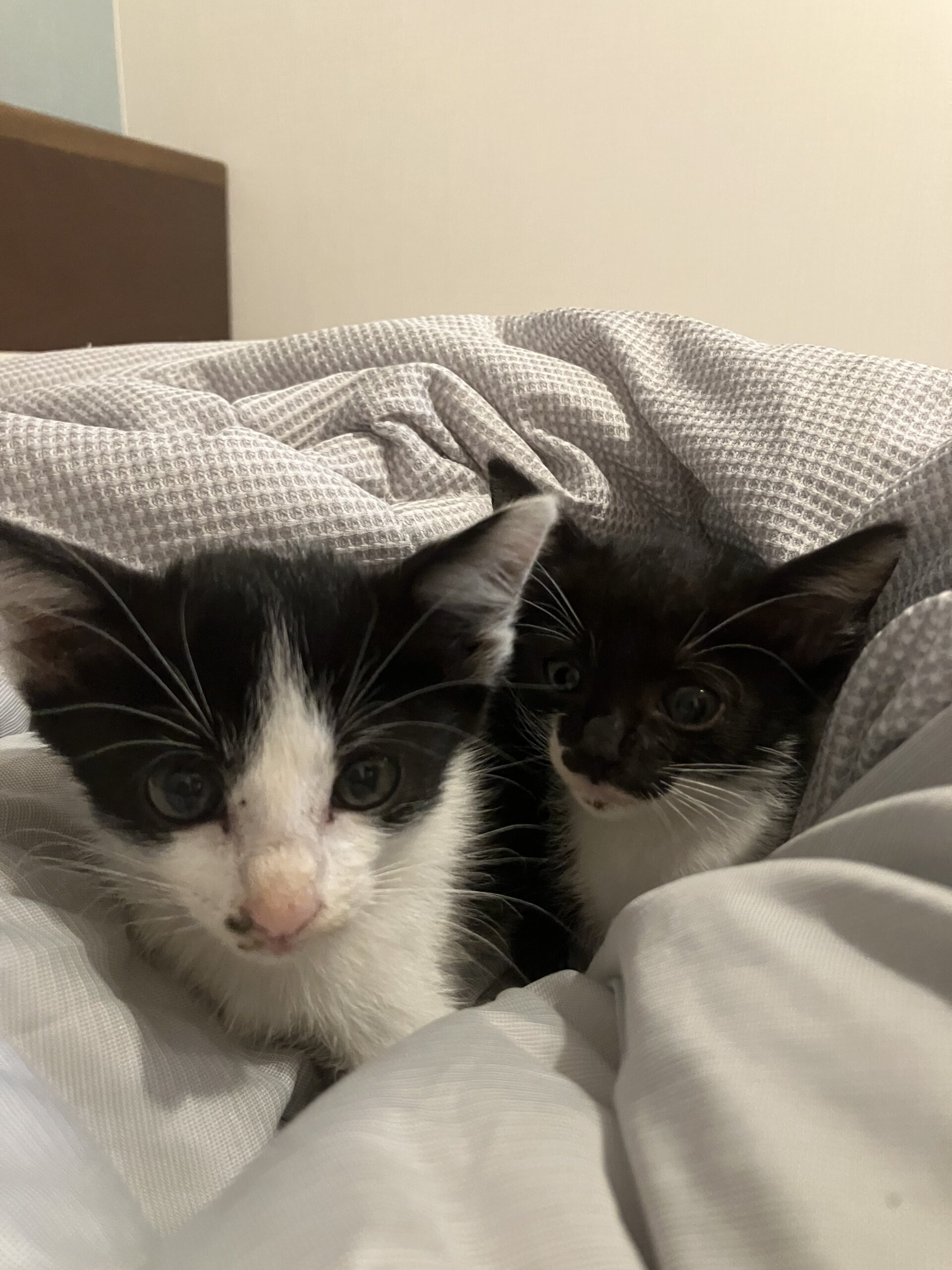 仲良し兄妹の里親募集