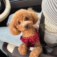 人が大好きな愛嬌のある女の子です。