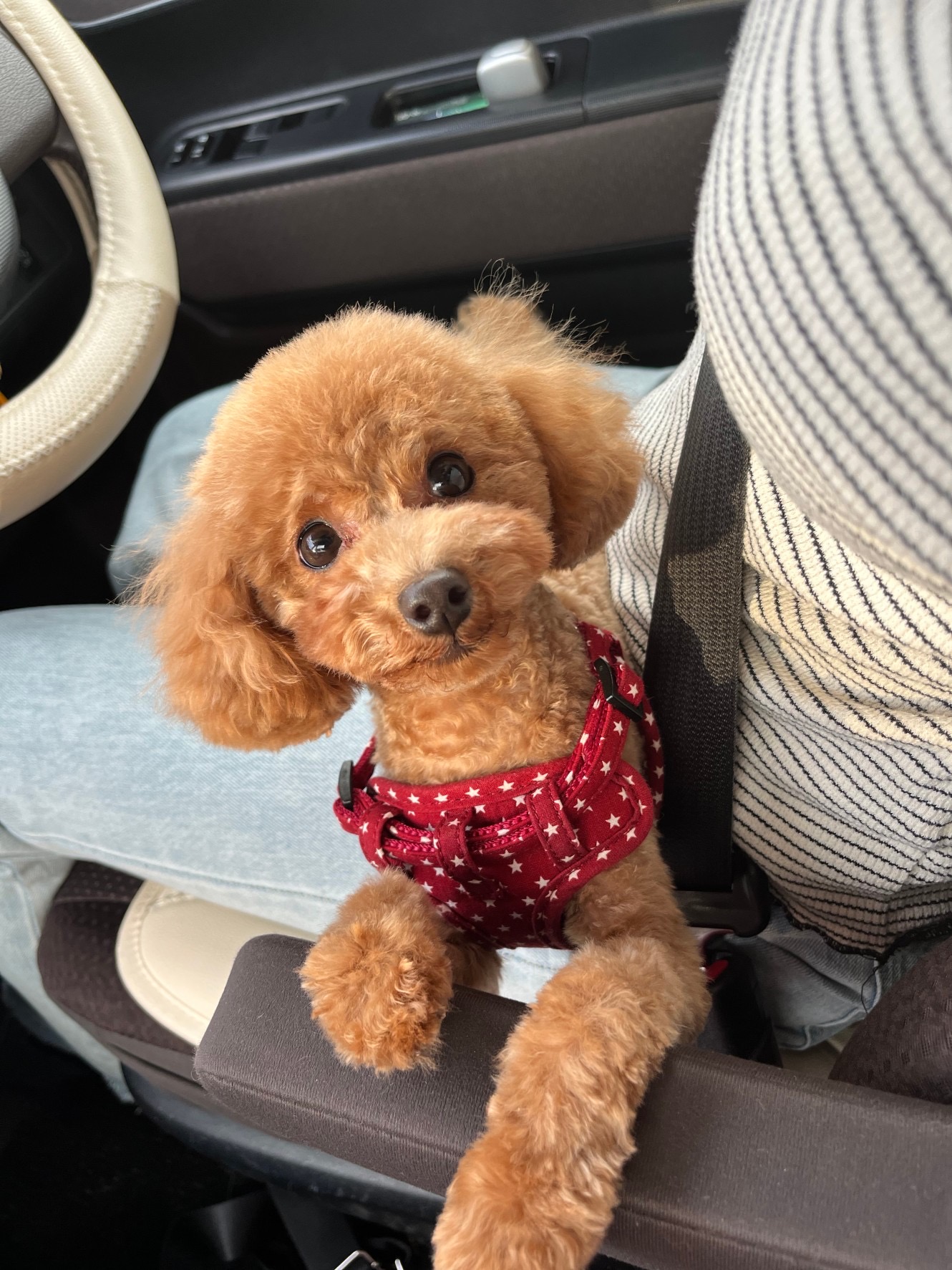 人が大好きな愛嬌のある女の子です。