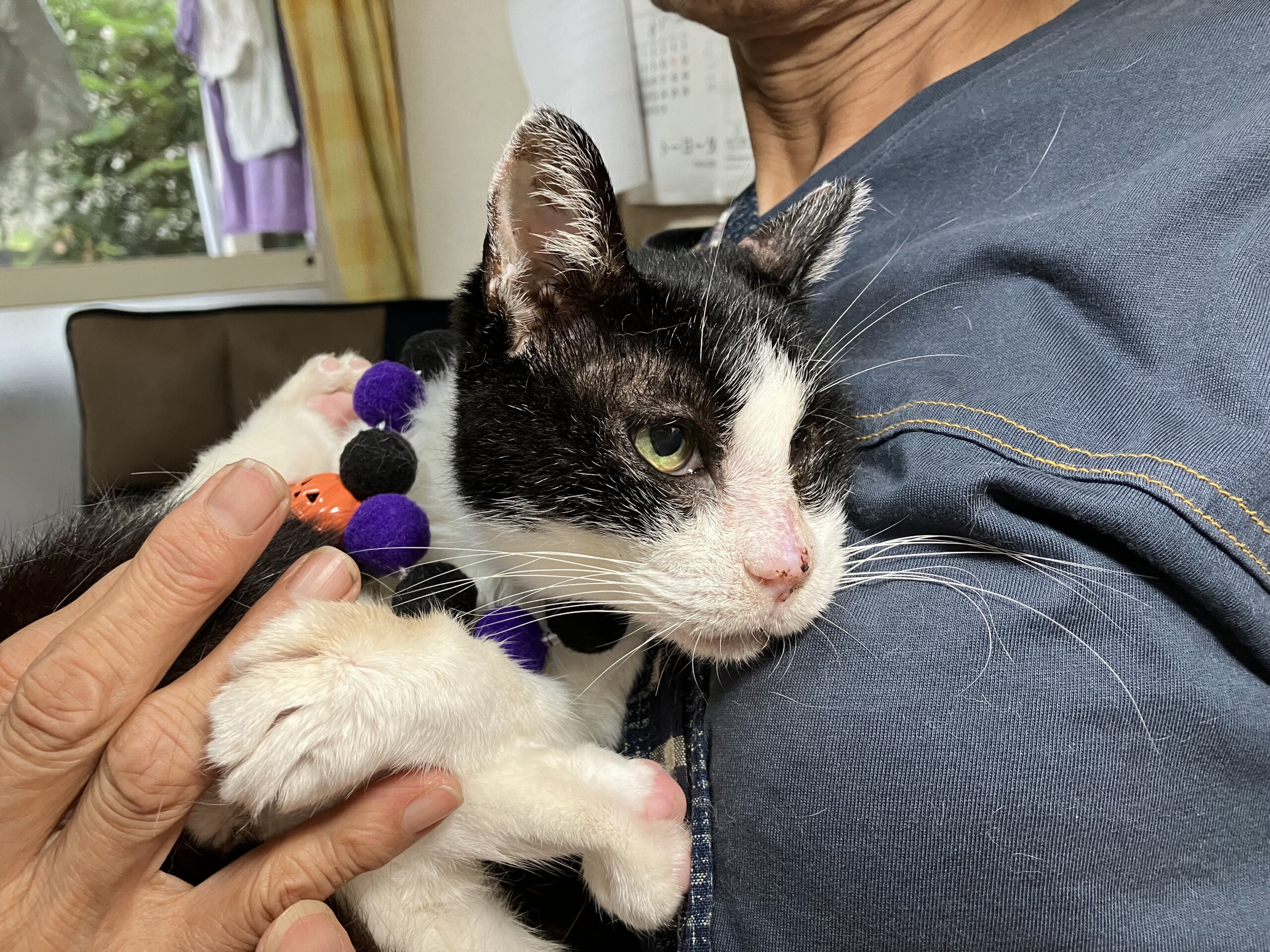 大切な家族として迎えていただけませんか？