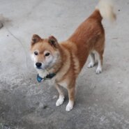 生後10年の雄犬