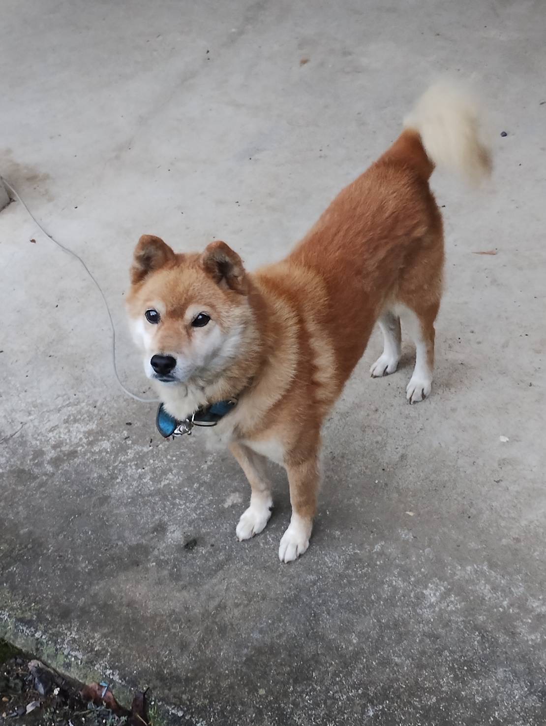 生後10年の雄犬