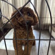 トイプードル　一歳