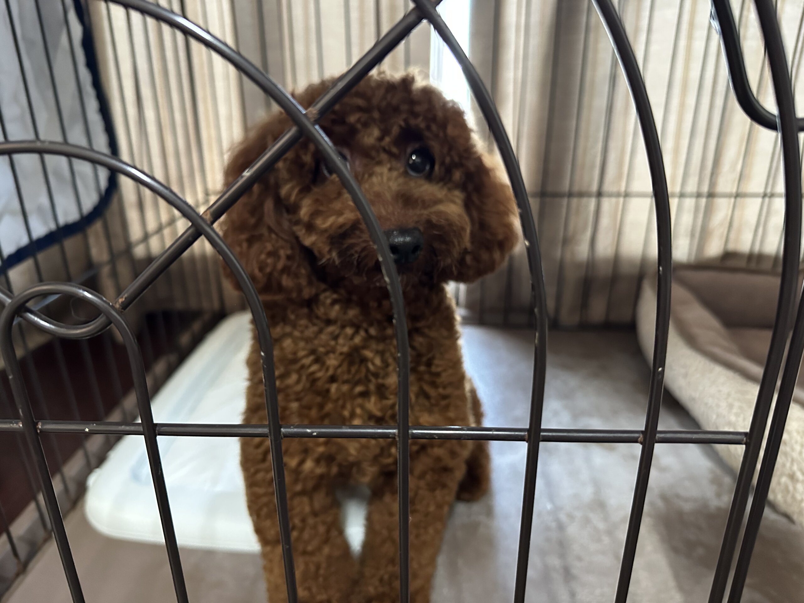 トイプードル　一歳