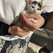 生後1ヶ月後仔猫　女の子