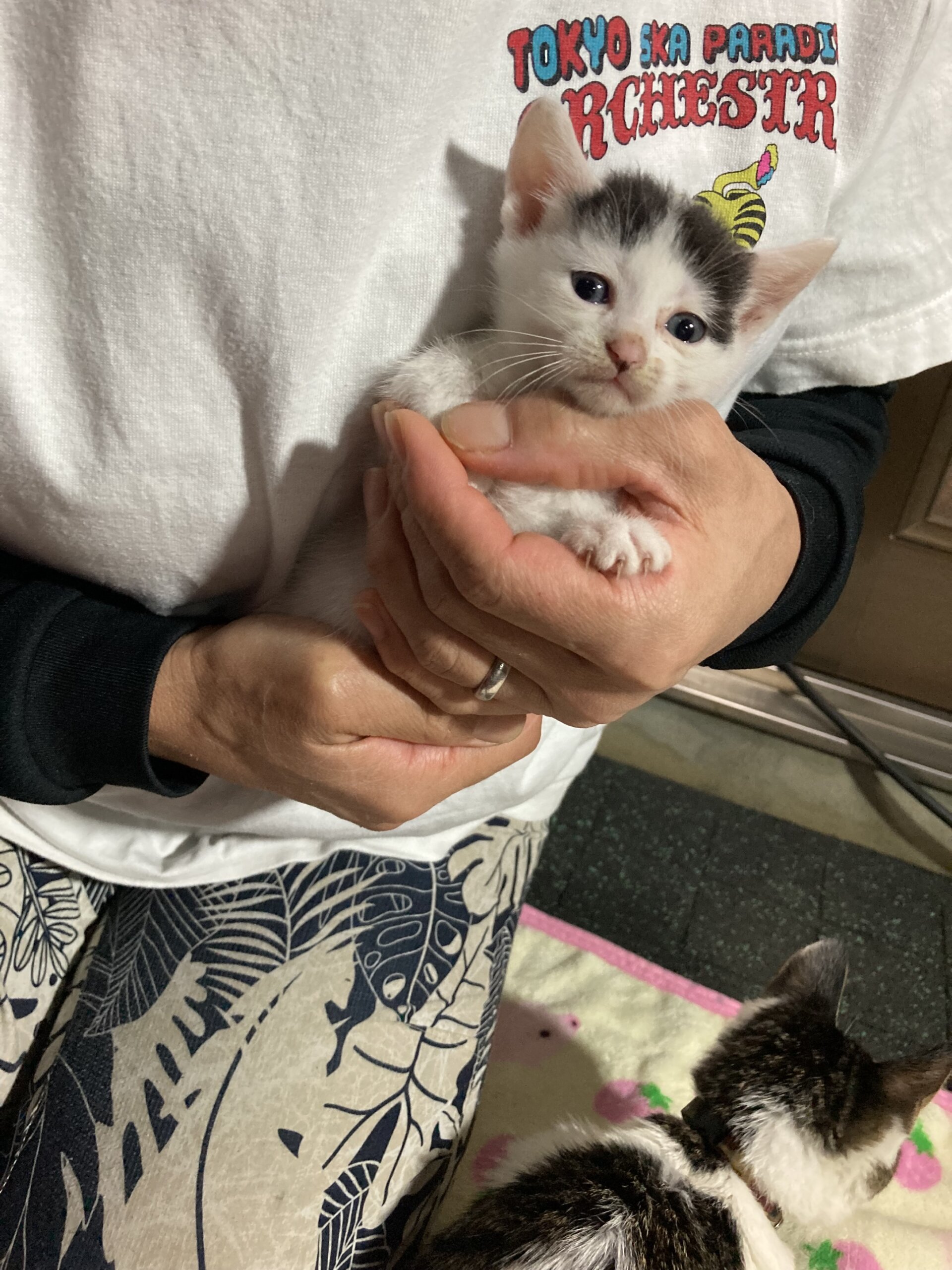 生後1ヶ月後仔猫　女の子