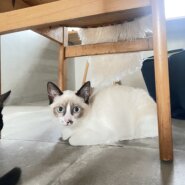 緊急募集！穏やかな性格のシャムMIXちゃんを家族に迎えて下さい！