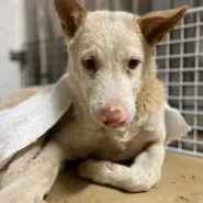 まだ若い感じの男の子です