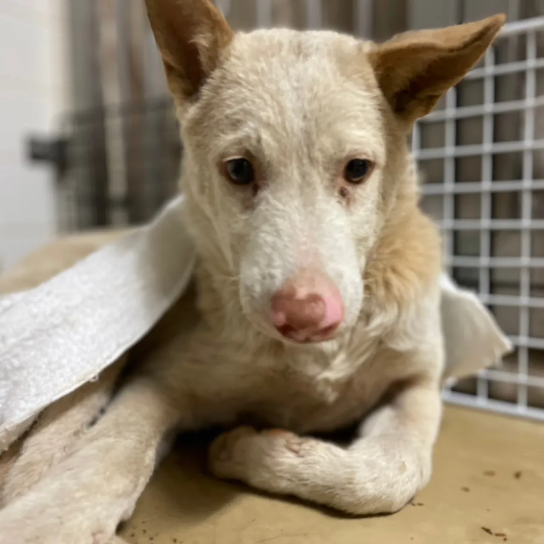 まだ若い感じの男の子です