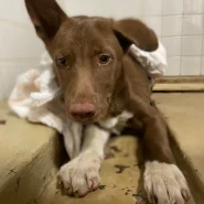 優しい表情してます。家族に迎えて下さい