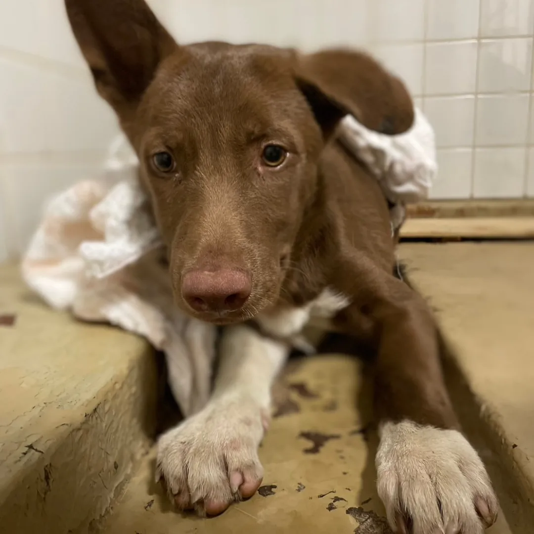 優しい表情してます。家族に迎えて下さい