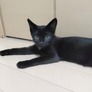 天真爛漫☆あまあまホタルくん