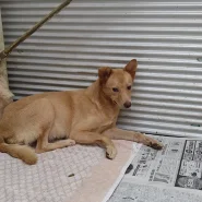 兄妹で捕獲されました。可愛い女の子です