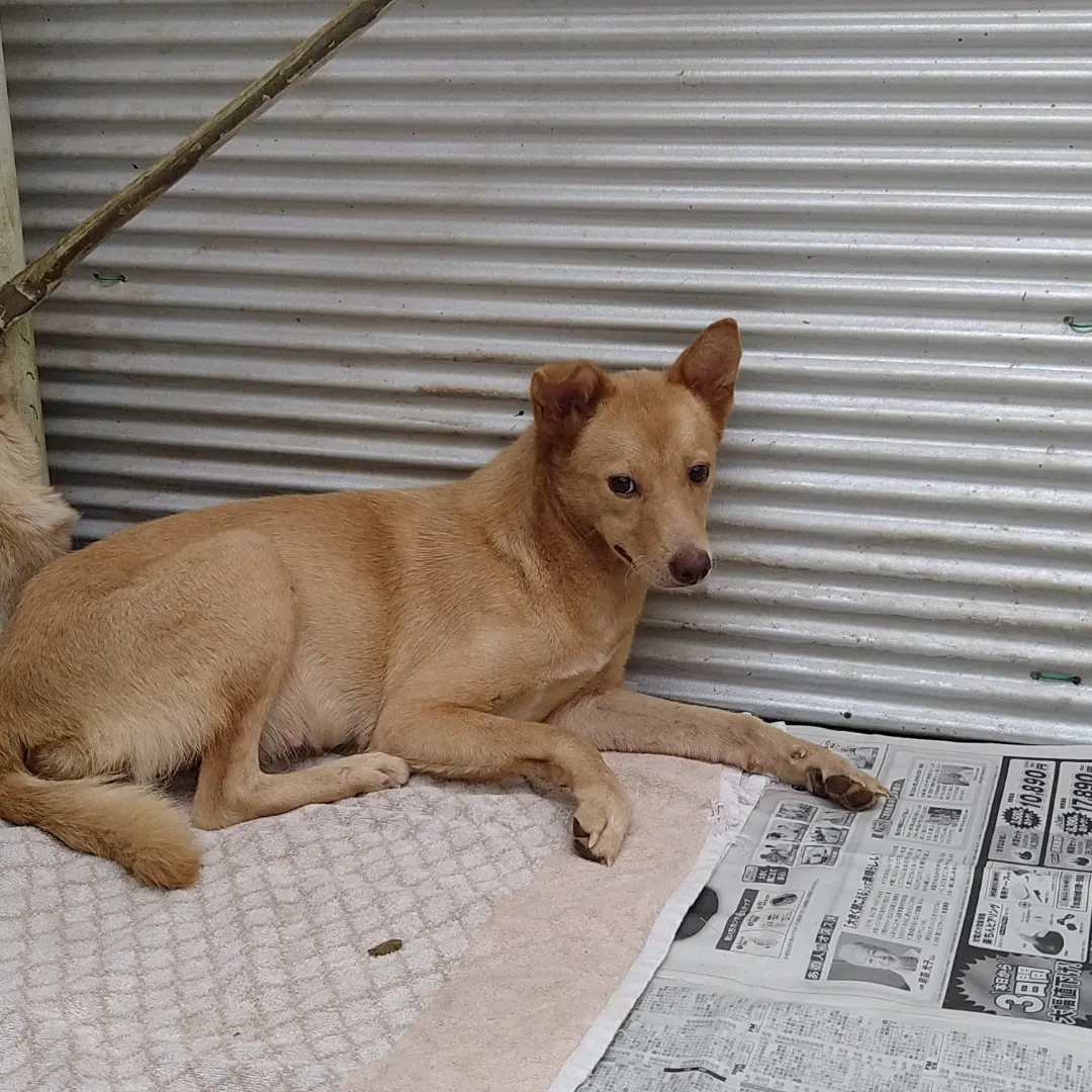 兄妹で捕獲されました。可愛い女の子です