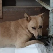 兄妹で捕獲されました。大人しい男の子です