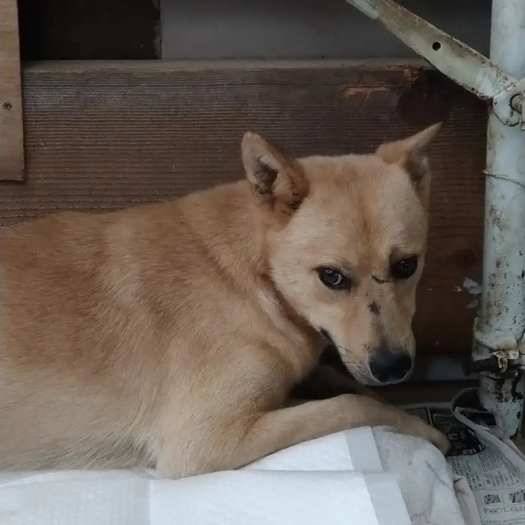 兄妹で捕獲されました。大人しい男の子です