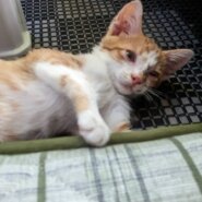 生後3ヶ月くらいの子猫(オス)4匹