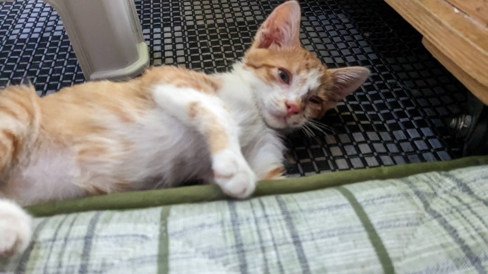 生後3ヶ月くらいの子猫(オス)4匹