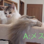 生後5ヶ月すぎくらい子猫(オス1、メス2)