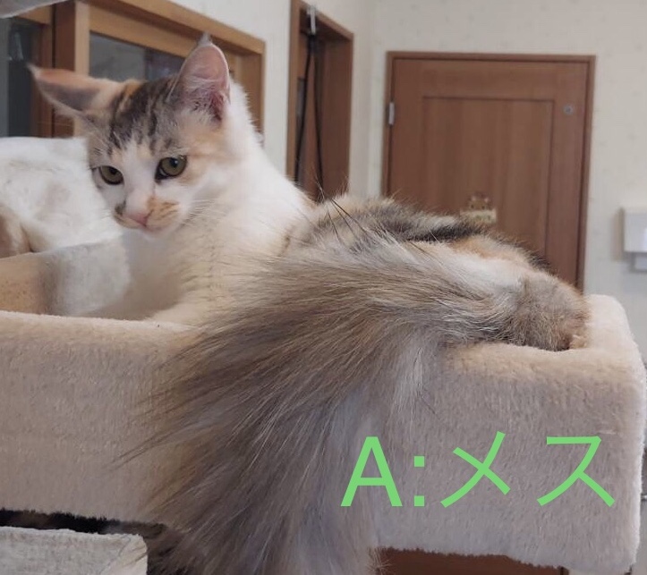 生後5ヶ月すぎくらい子猫(オス1、メス2)