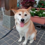 柴犬のはなちゃんです