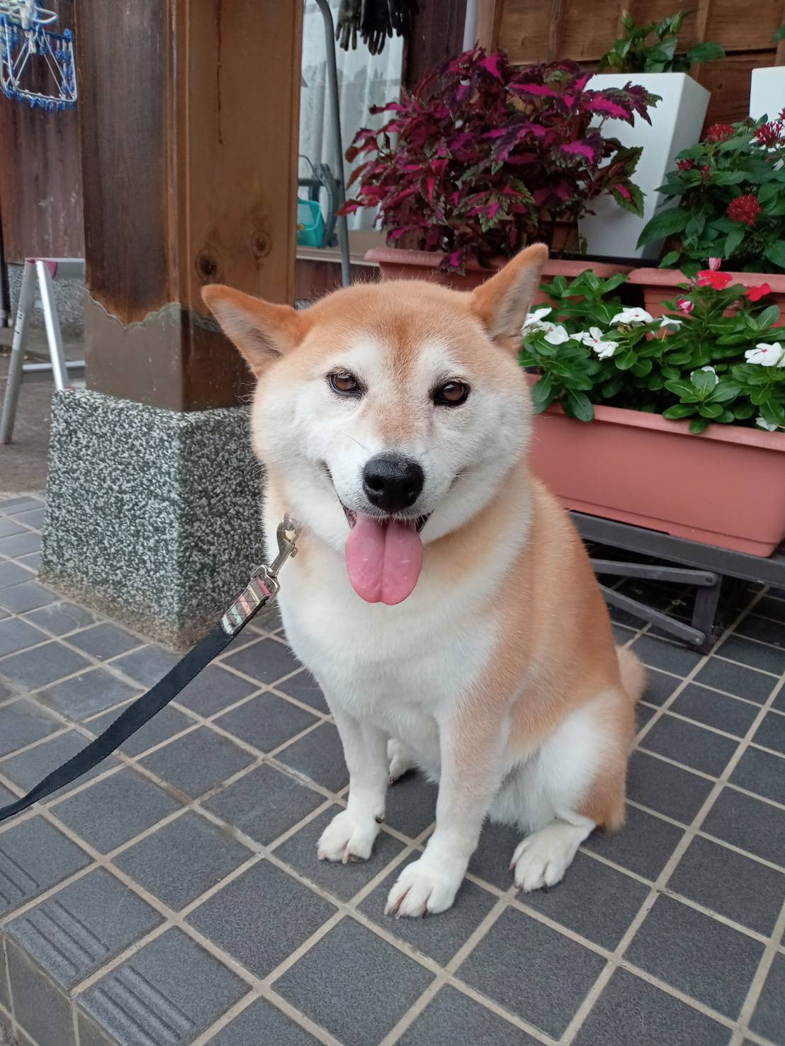 柴犬のはなちゃんです